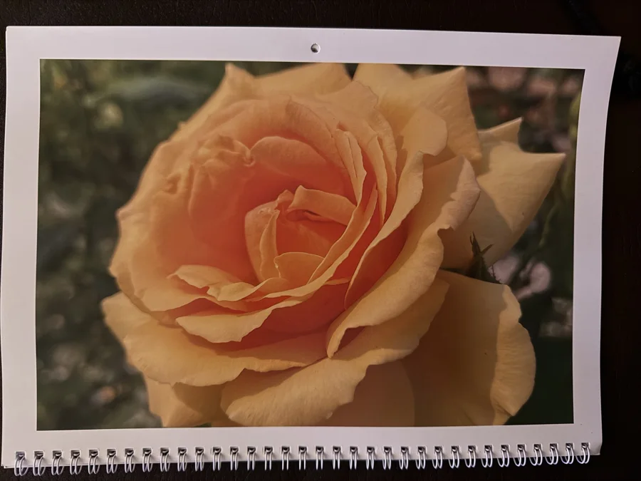 2024 printed calendar: Orange rose