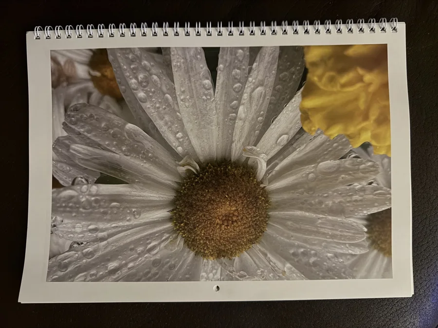 2024 printed calendar: Daisy in the dew