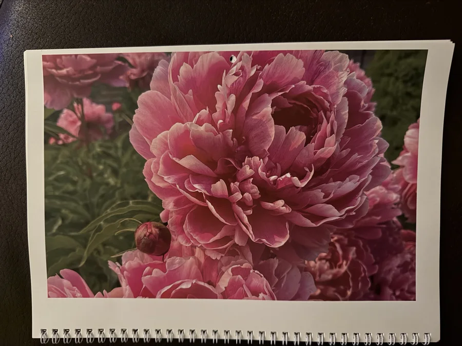 2024 printed calendar: Pink peonies