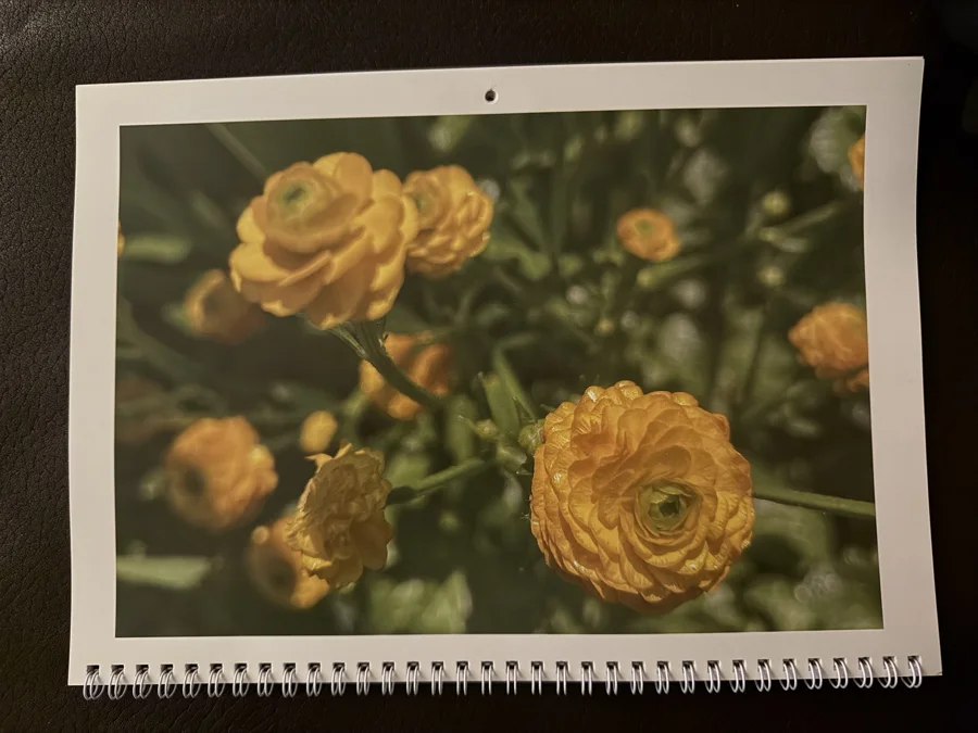 2024 printed calendar: Yellow roses