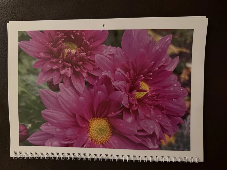 2024 printed calendar: Purple chrysanthemums
