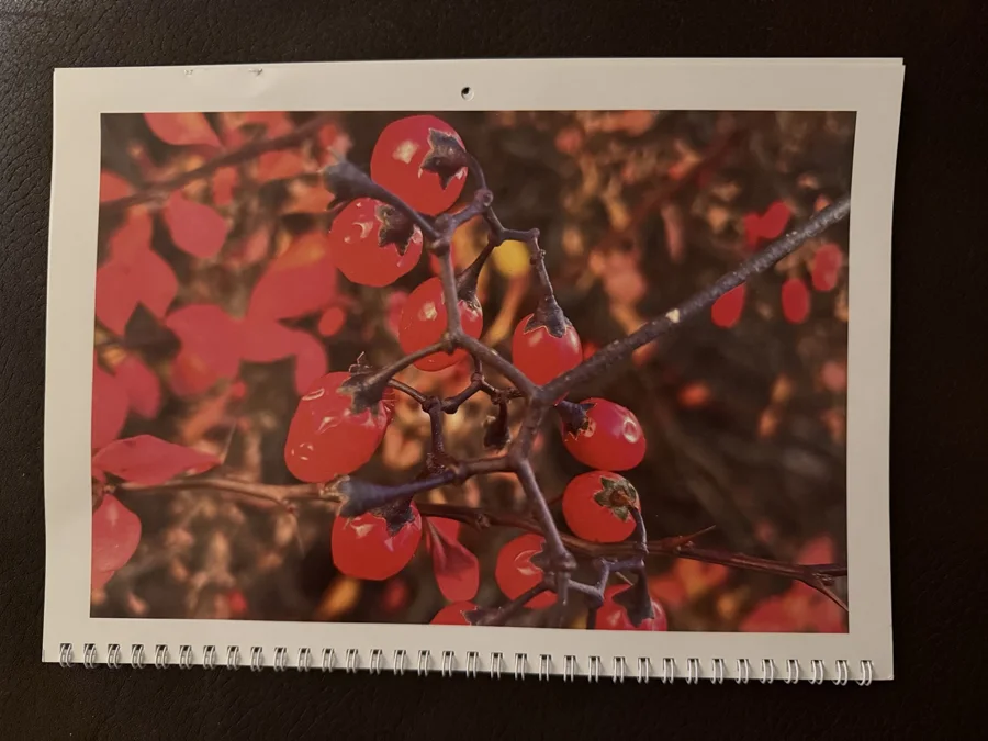 2024 printed calendar: Red berries