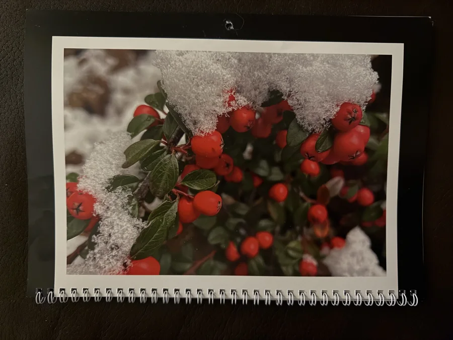 2025 printed calendar: Berries in snow