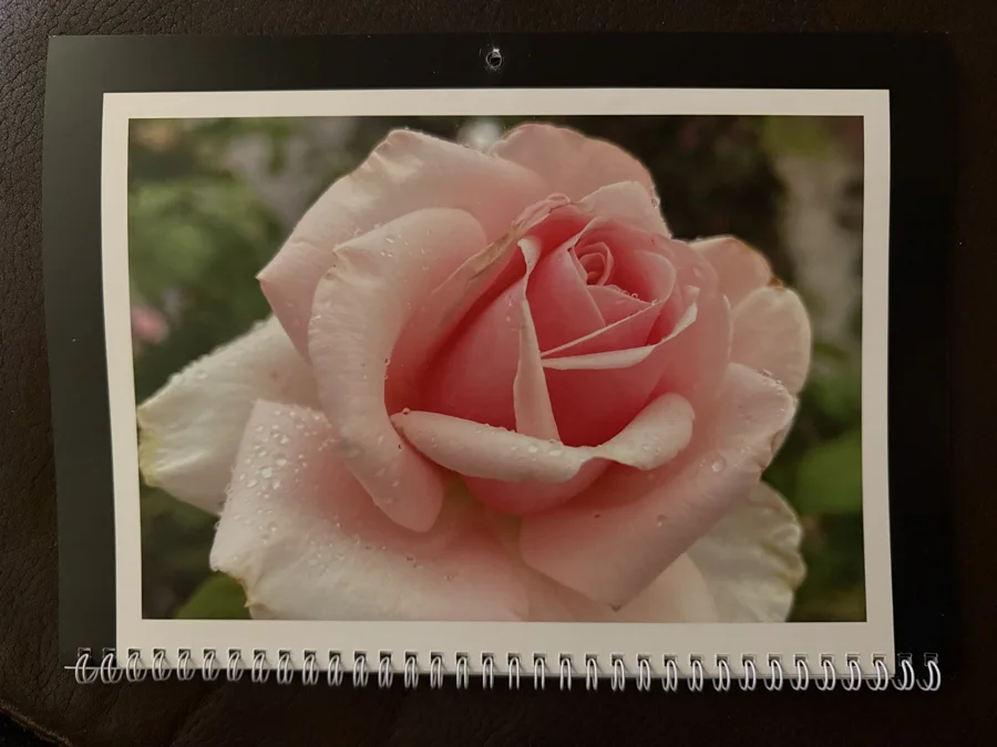 2025 printed calendar: Pink rose