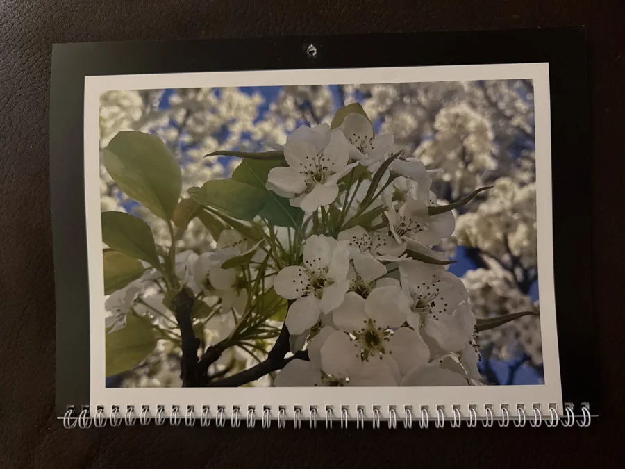 2025 printed calendar: Spring blossoms