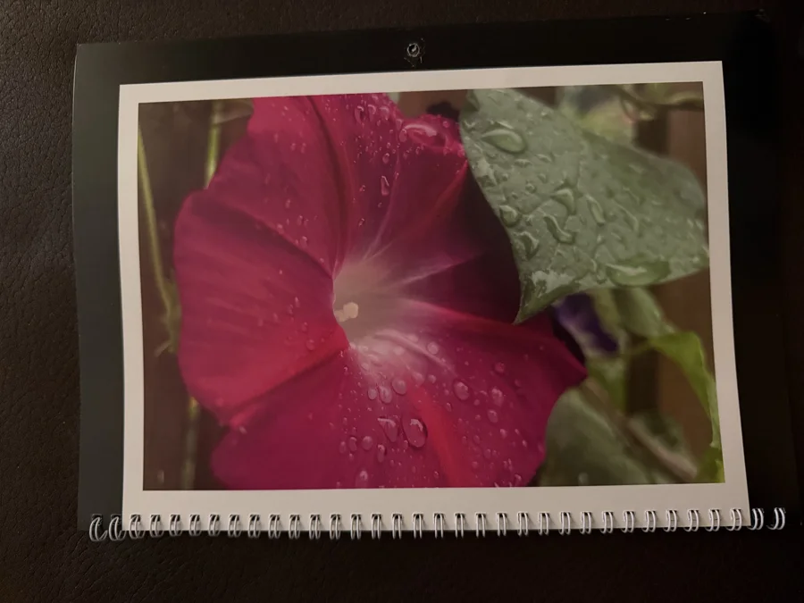 2025 printed calendar: Rain on a crimson bloom