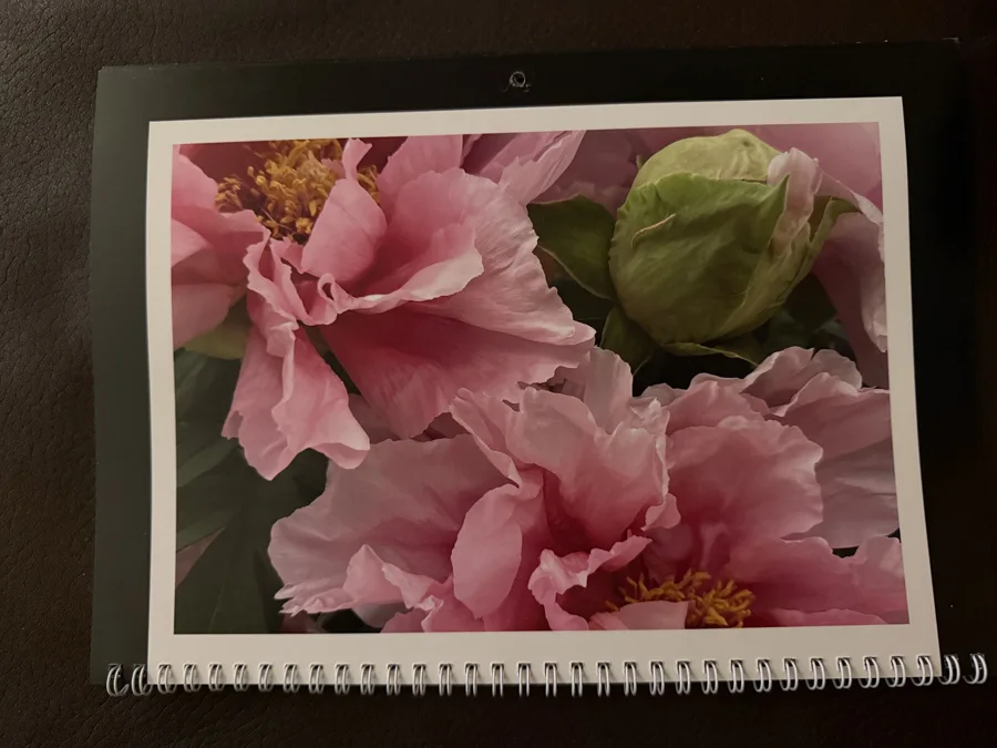 2025 printed calendar: Pink peonies
