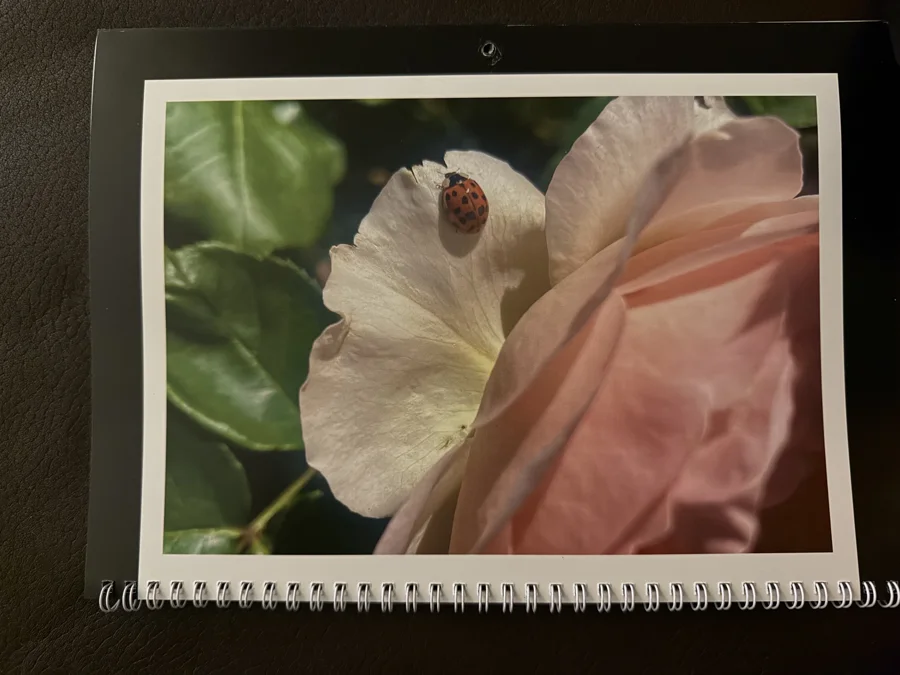 2025 printed calendar: A ladybird on petals