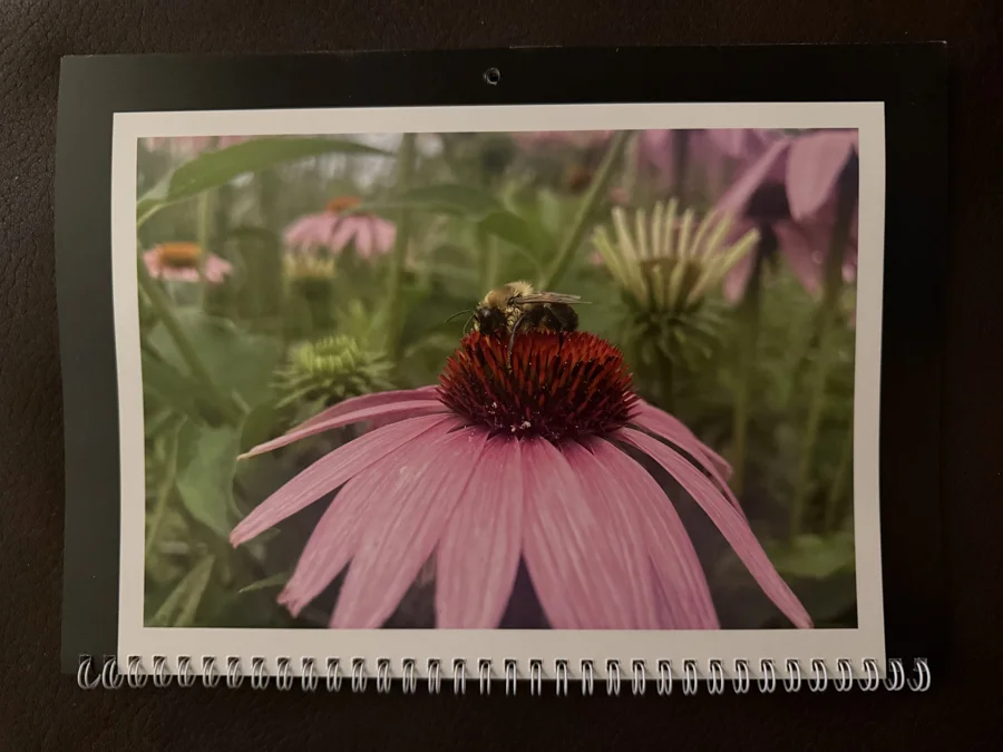 2025 printed calendar: Purple coneflower
