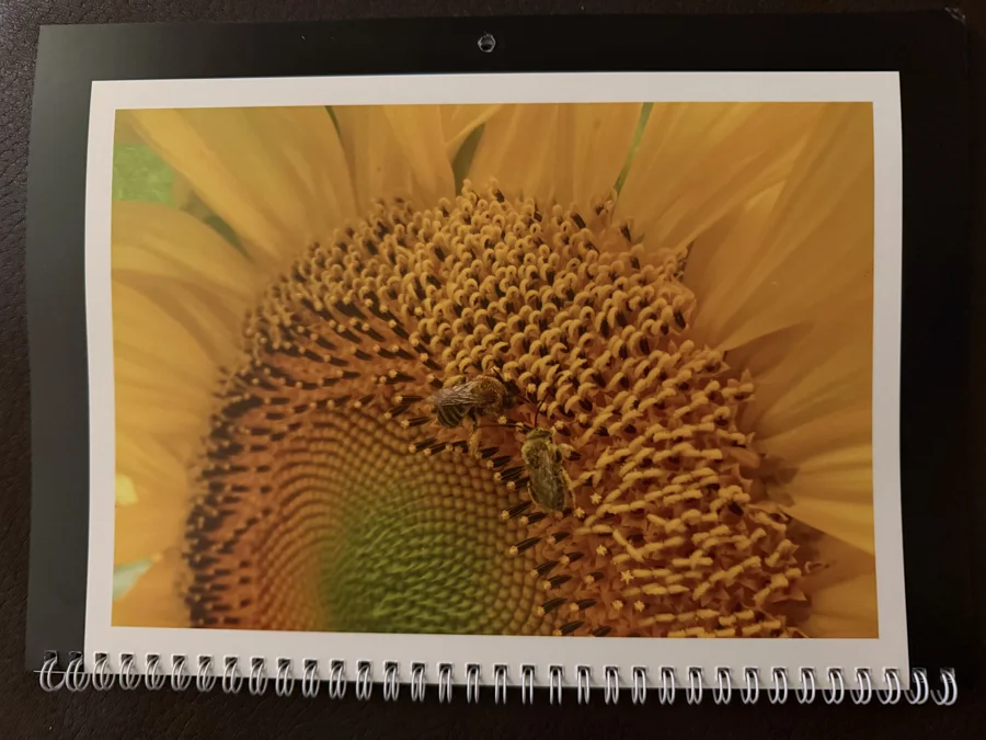 2025 printed calendar: Sunflower detail