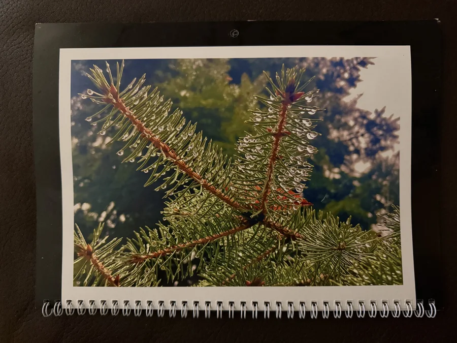 2025 printed calendar: Evergreen branches