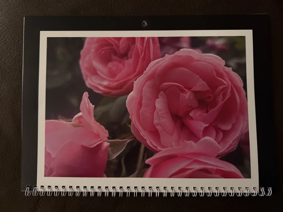 2026 printed calendar: Pink roses