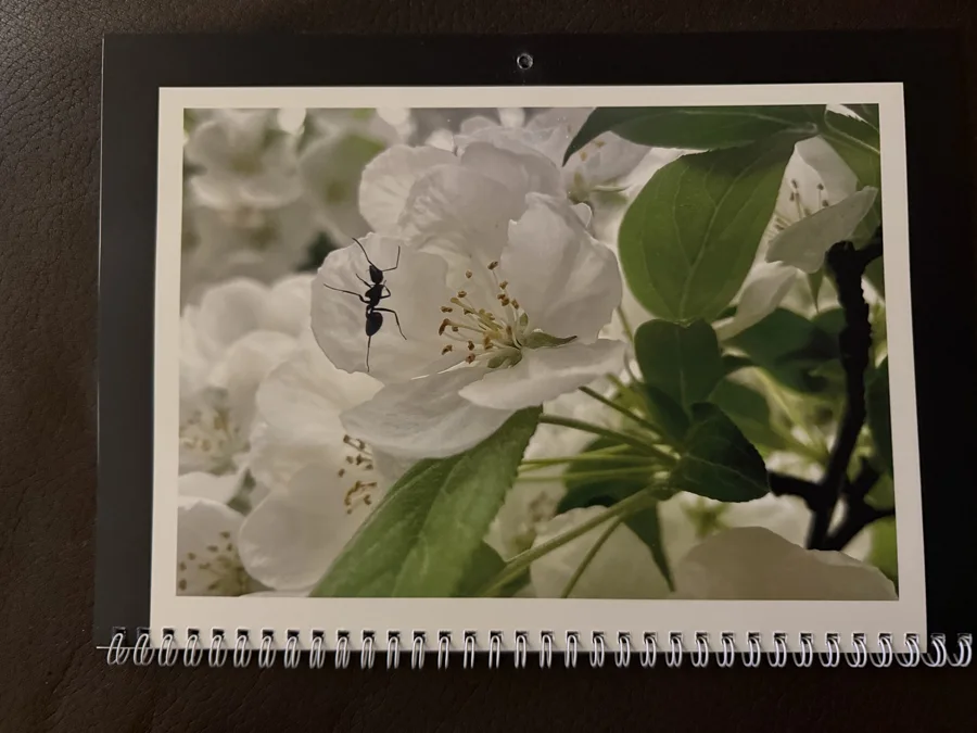 2026 printed calendar: White blossoms