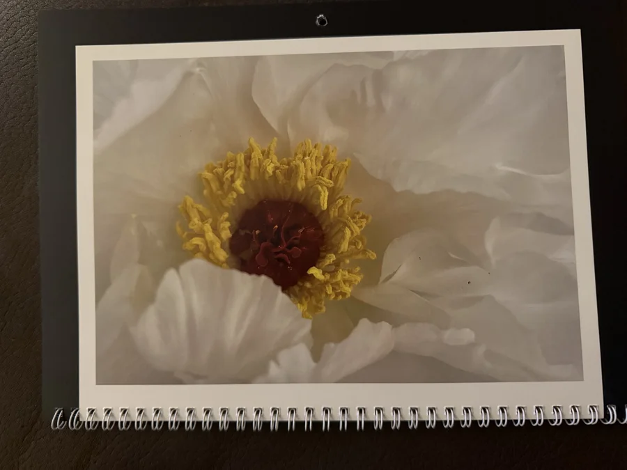 2026 printed calendar: White petals