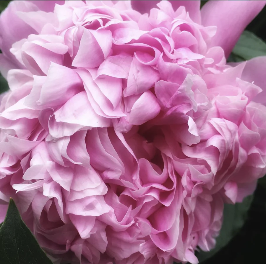 Close-up of ruffled pink peony petals