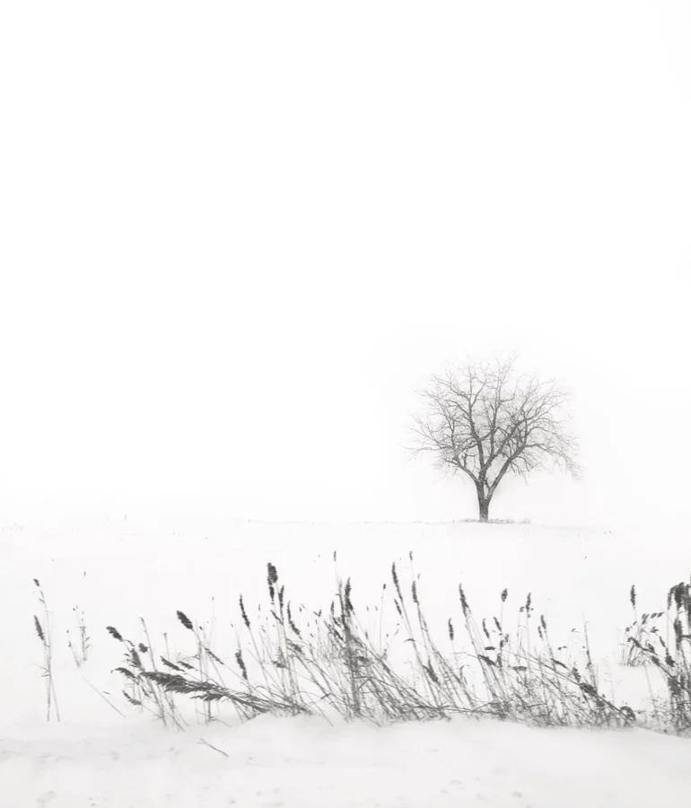 A lone bare tree in a snowy white landscape