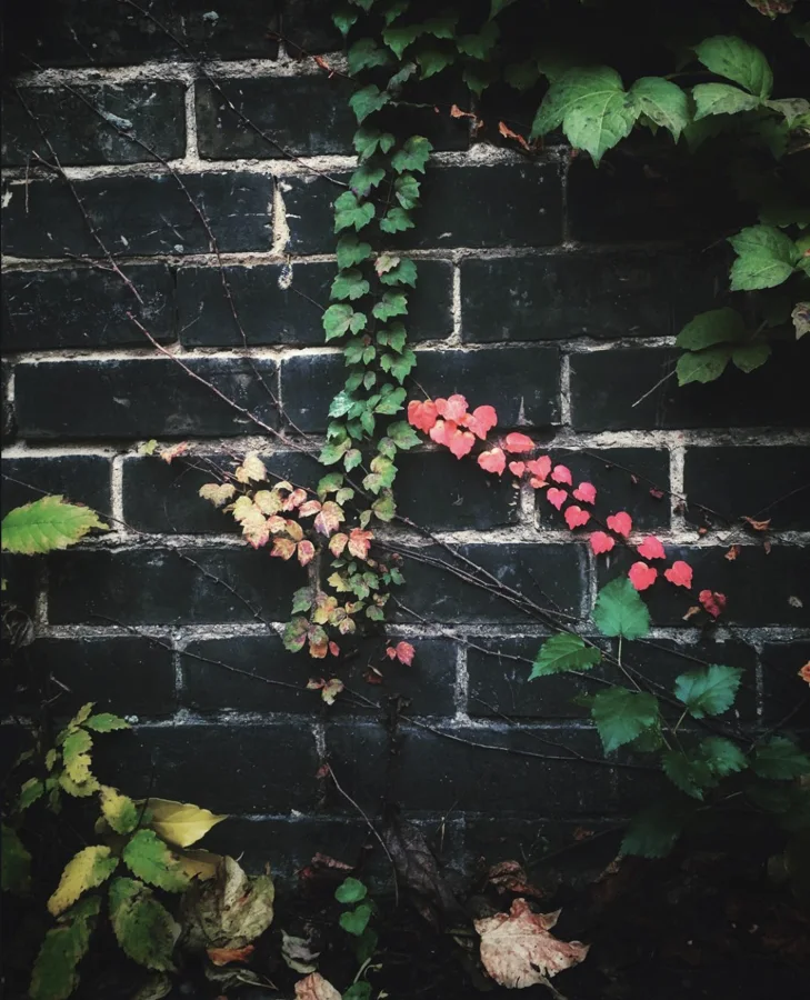 Green and red climbing leaves against dark brick