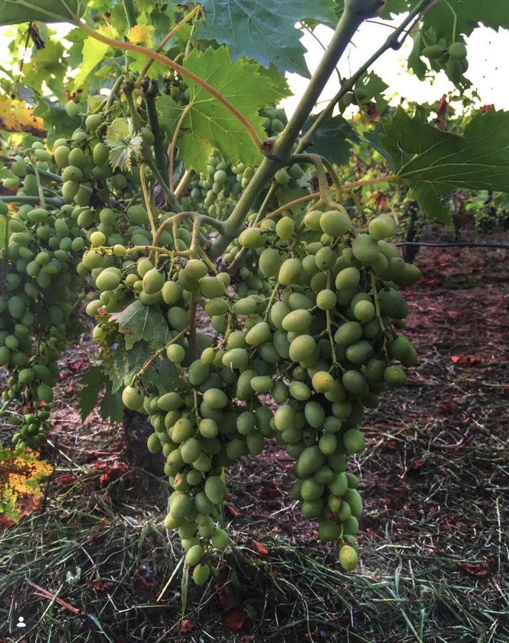 Bunches of green grapes beneath sunlit leaves