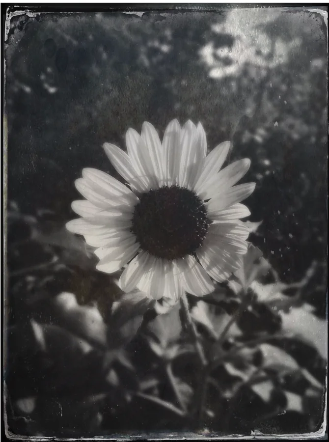 Monochrome sunflower with a textured photographic border