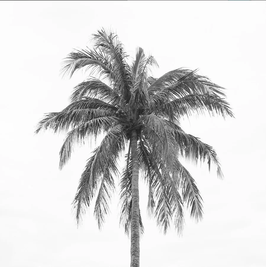 Black and white palm tree against a pale sky