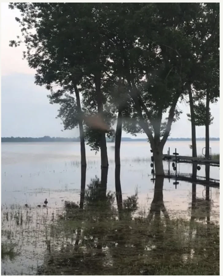 Trees and a dock at a flooded waterside