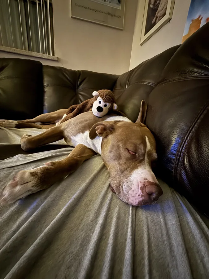 Tony stretching out on the sofa