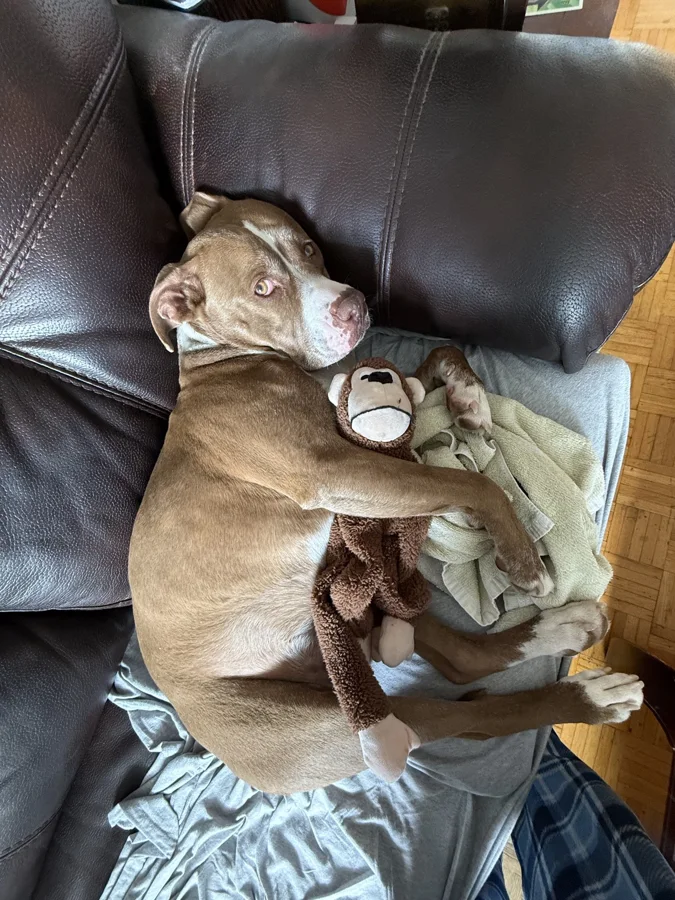 Tony cuddling a stuffed toy