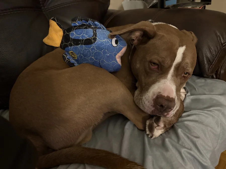 Tony resting against a cushion