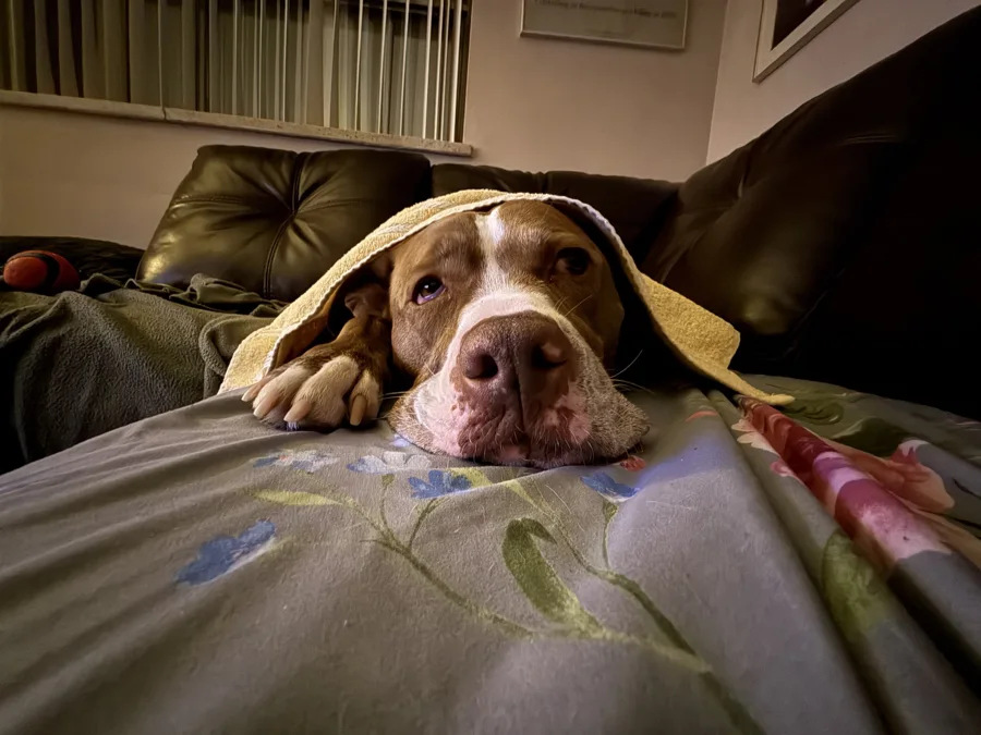 Tony relaxing on a blanket