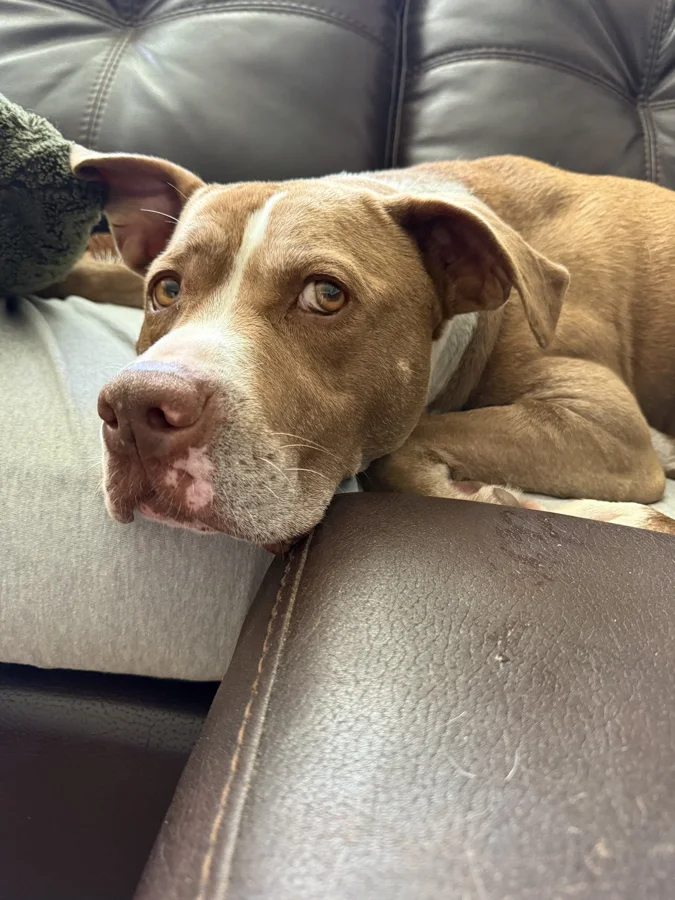 Tony watching from the couch
