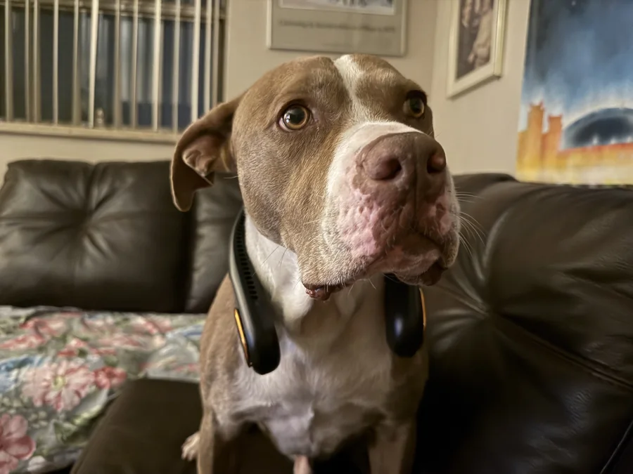 Tony looking up from a couch