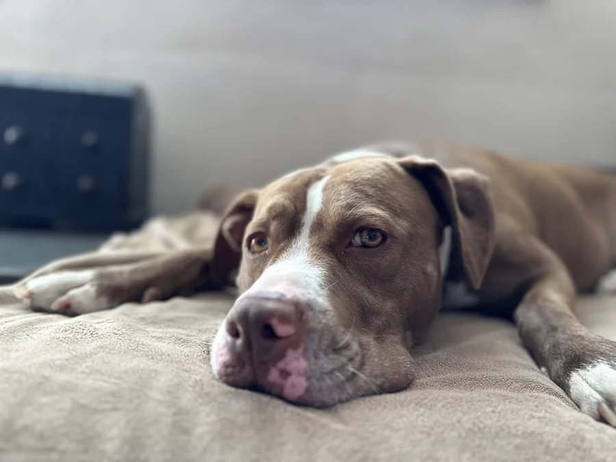 Tony resting on a beige blanket
