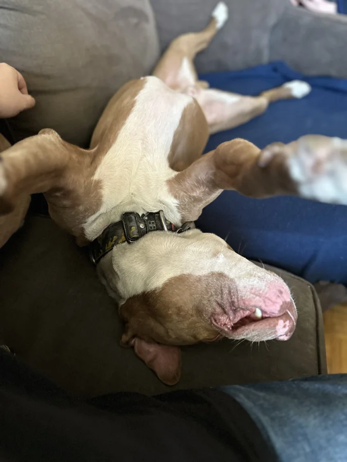 Tony sleeping on his back on a blue blanket