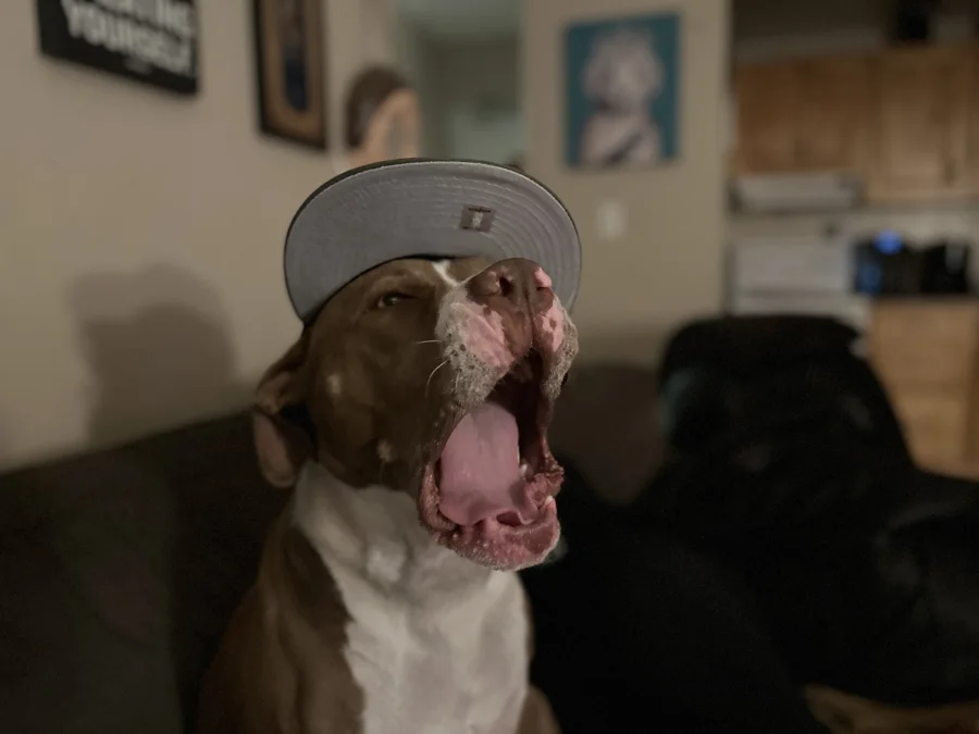 Tony yawning in a baseball cap