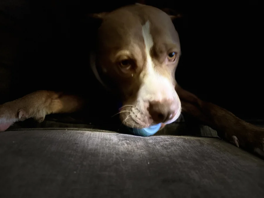 Tony playing with a blue ball