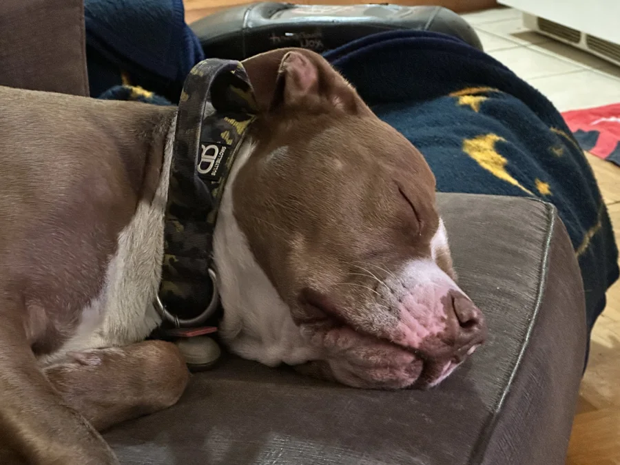 Tony asleep on a leather cushion