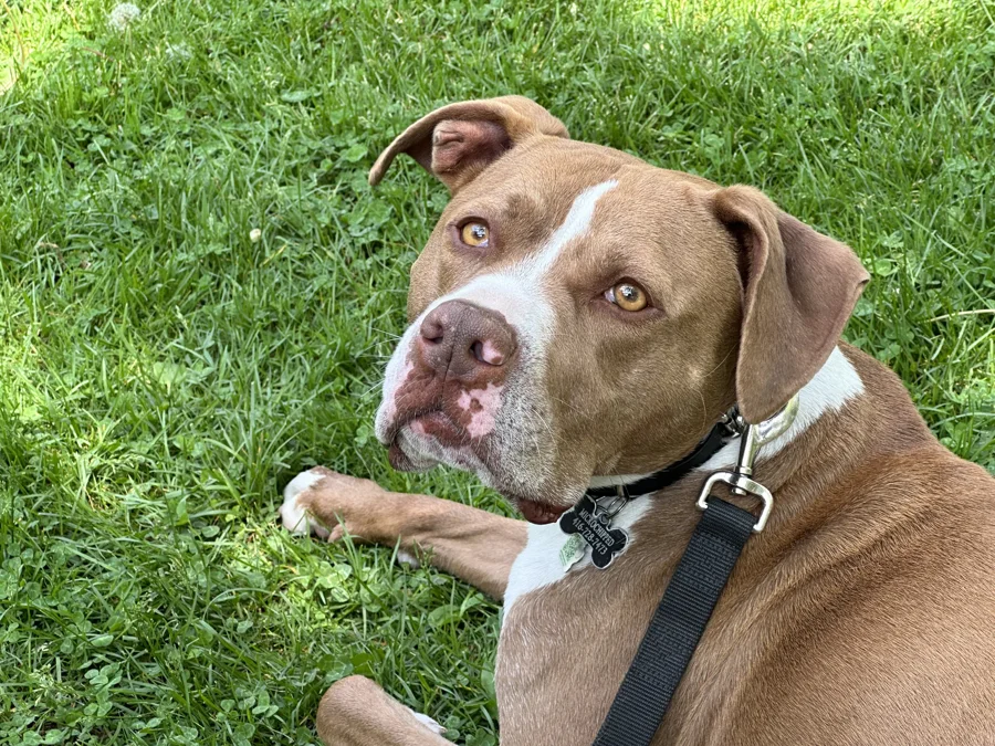 Tony resting on the grass
