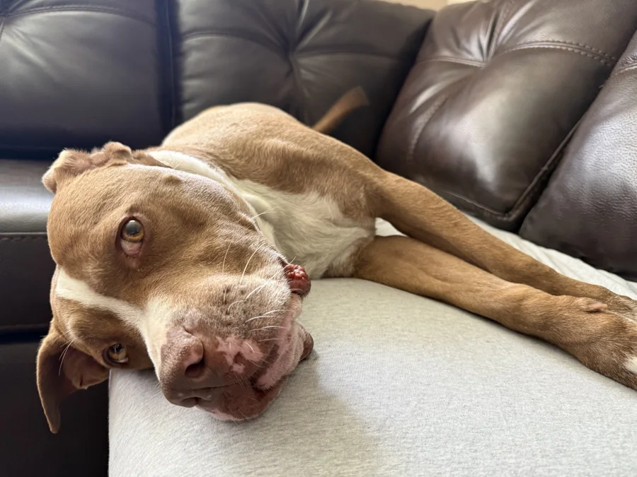 Tony resting on a couch