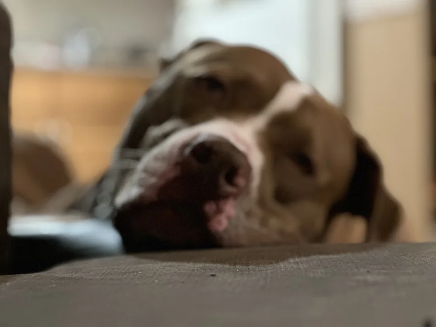 Tony asleep with his head on the sofa
