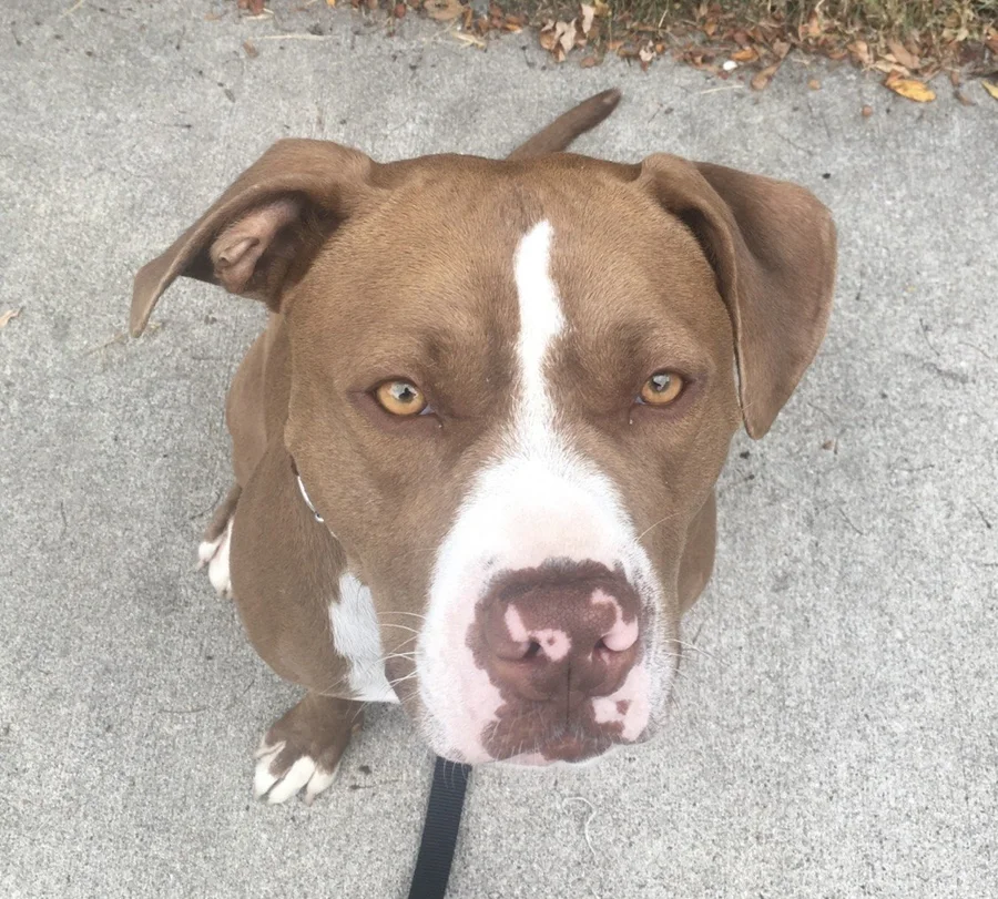 Tony sitting on a sidewalk