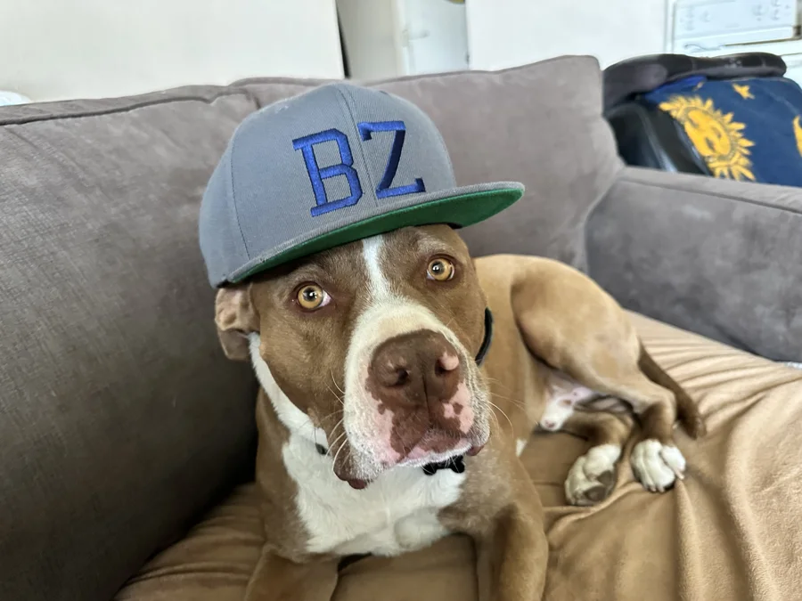 Tony wearing a gray BZ cap