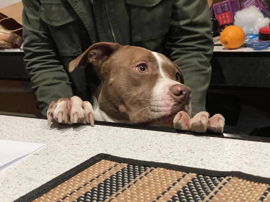 Tony peeking over a kitchen counter