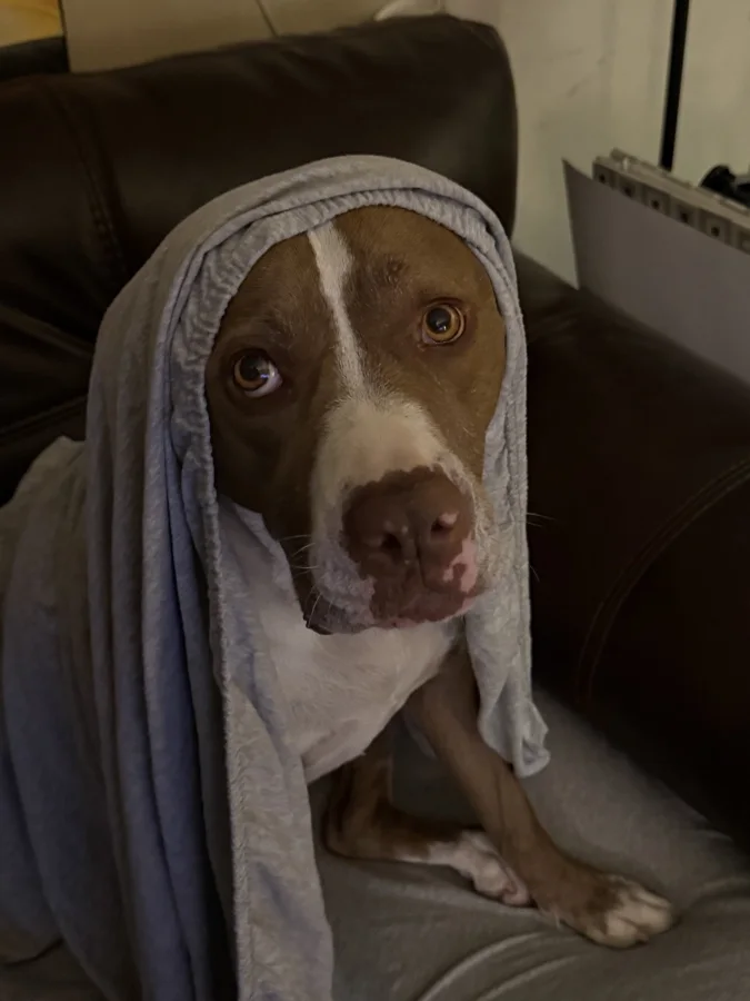 Tony wrapped in a blanket