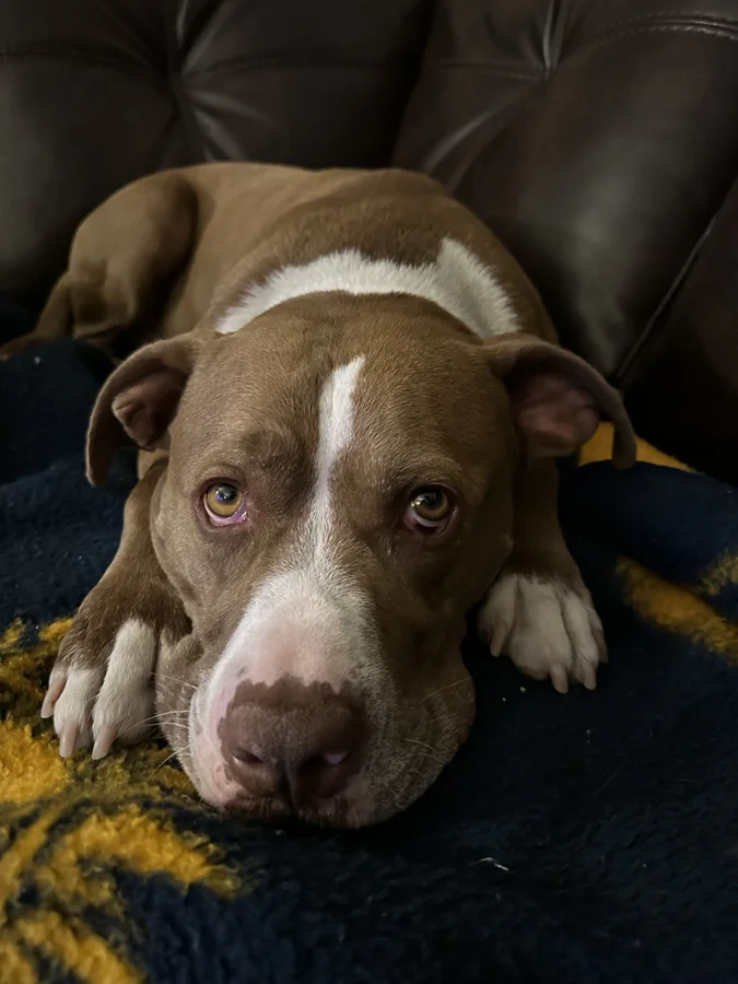 Tony resting his chin on a couch