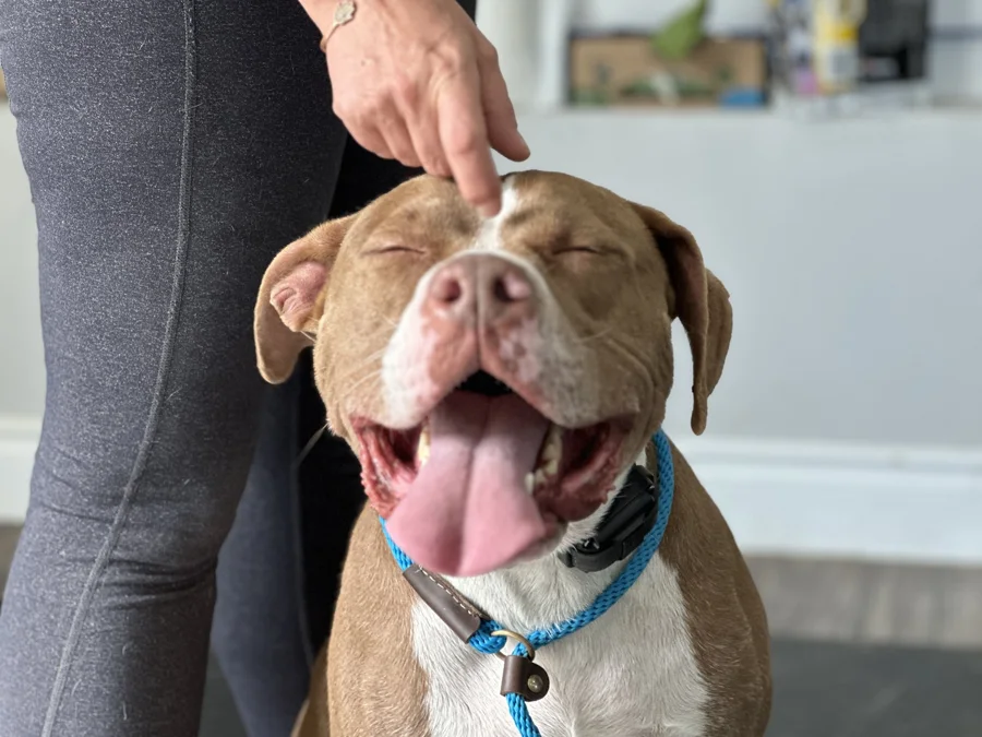 Tony enjoying a scratch on the head