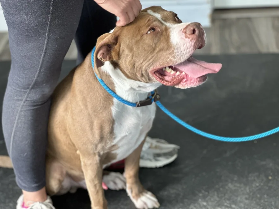 Tony looking sideways while being petted