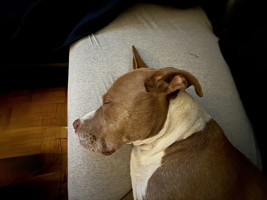 Tony resting his head on a cushion