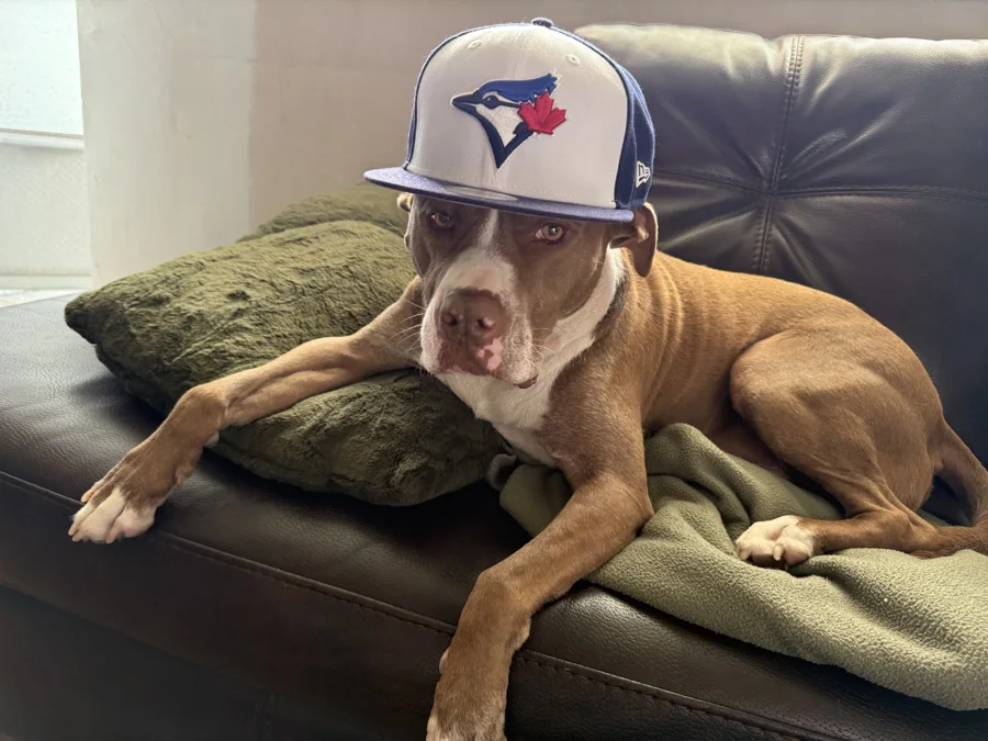 Tony in a Blue Jays cap
