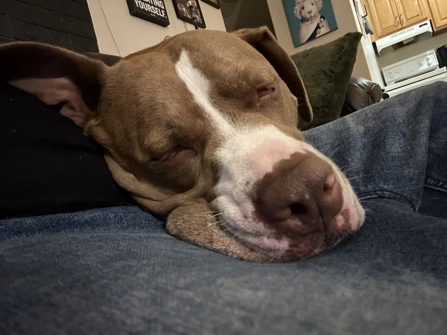 Tony sleeping on someone’s lap